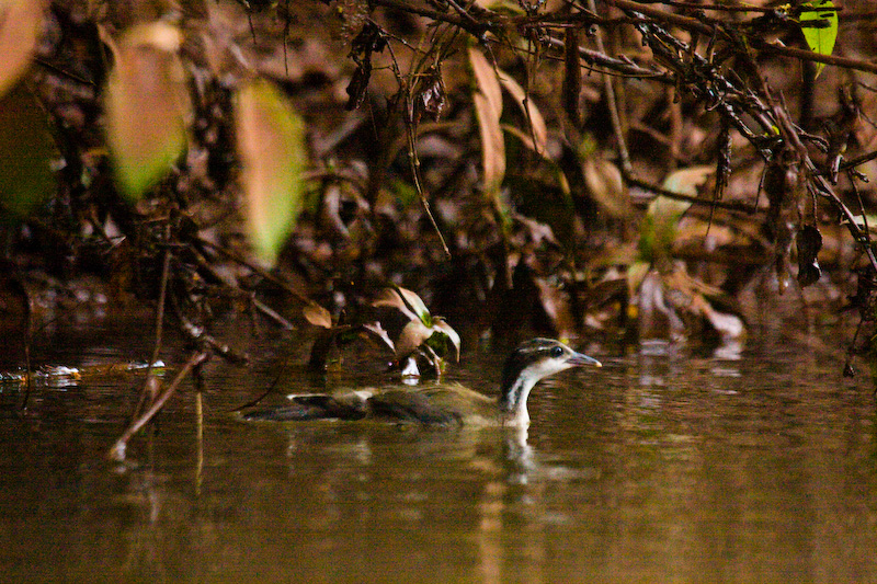 Sungrebe